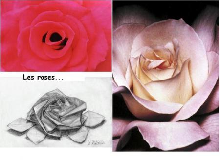 les roses